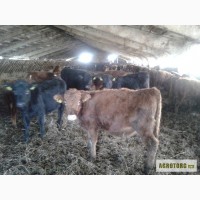 Куплю бычков 100-350 кг