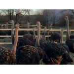 Розпродаж страусів