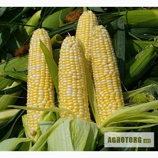 Продам насіння кукурудзи: НС-2014, НС-101, НС-300(г. Нови Сад (Сербия)