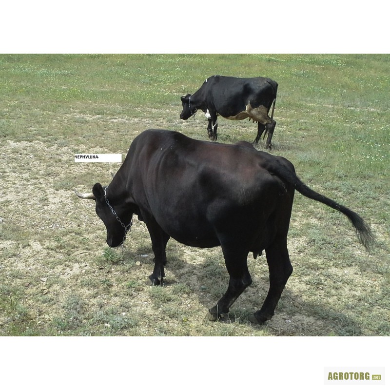 Фото 2. Продаются коровы и телята