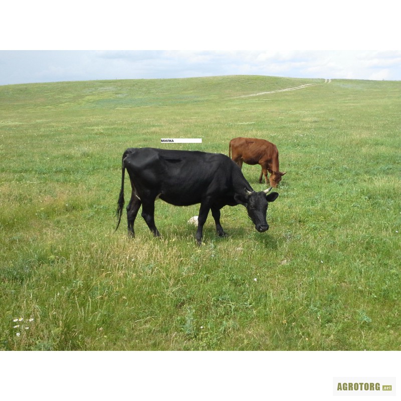 Фото 3. Продаются коровы и телята