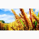 Зерновоз Даф, Скания полуприцепы, сцепки для грузоперевозок зерна кукурузы, пшеницы