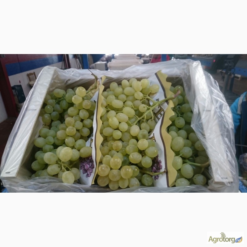 Фото 3. Продаем виноград