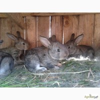 Кролики породи Вухань