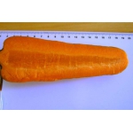 Семена моркови БОЛТЕКС