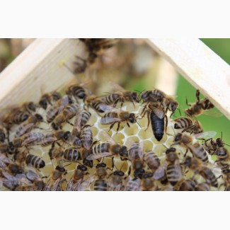 Продам пчеломатки Карпатка тип Вучковский