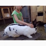 Активная продажа кроликов Немецкий пестрый великан Строкач