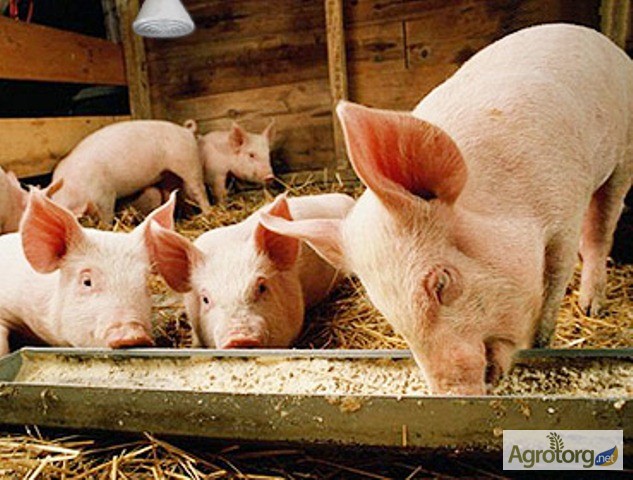 Комбикорм для свиней (Старт, Гроуэр, Финиш). Высокого качества со склада
