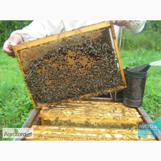 Продам пчелосемьи, пчелопакеты, семьи пчел