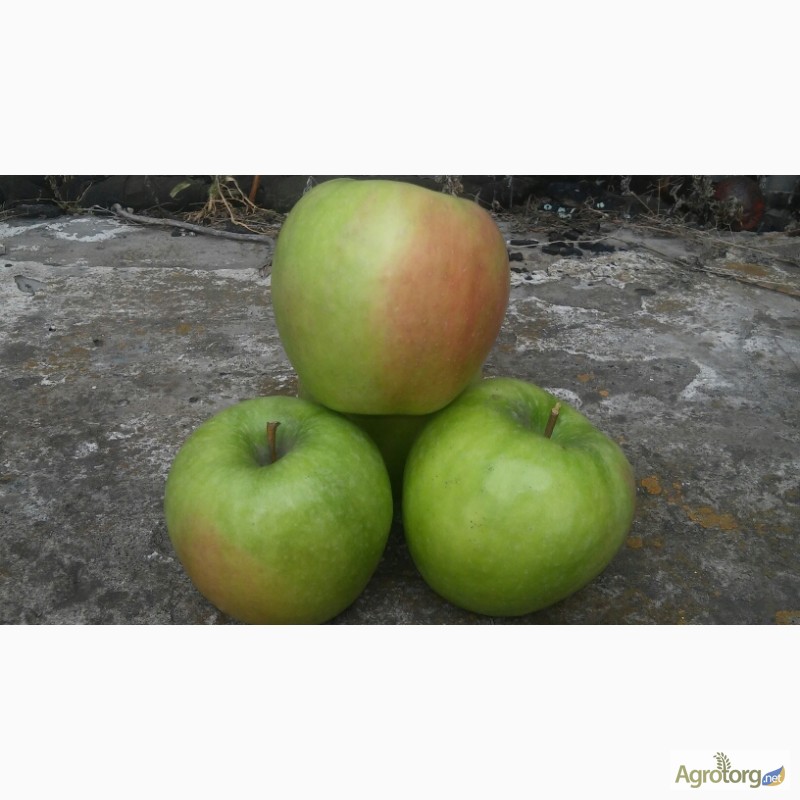Фото 3. Продам яблоко
