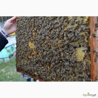 Продаю пчёлы карпатка