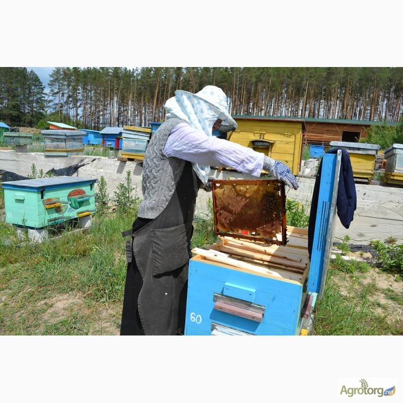 Фото 4. Продаю пчёлы карпатка