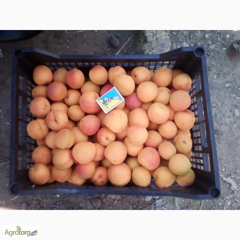 Фото 2. Проодам сажанці абрикоса і сливи персика