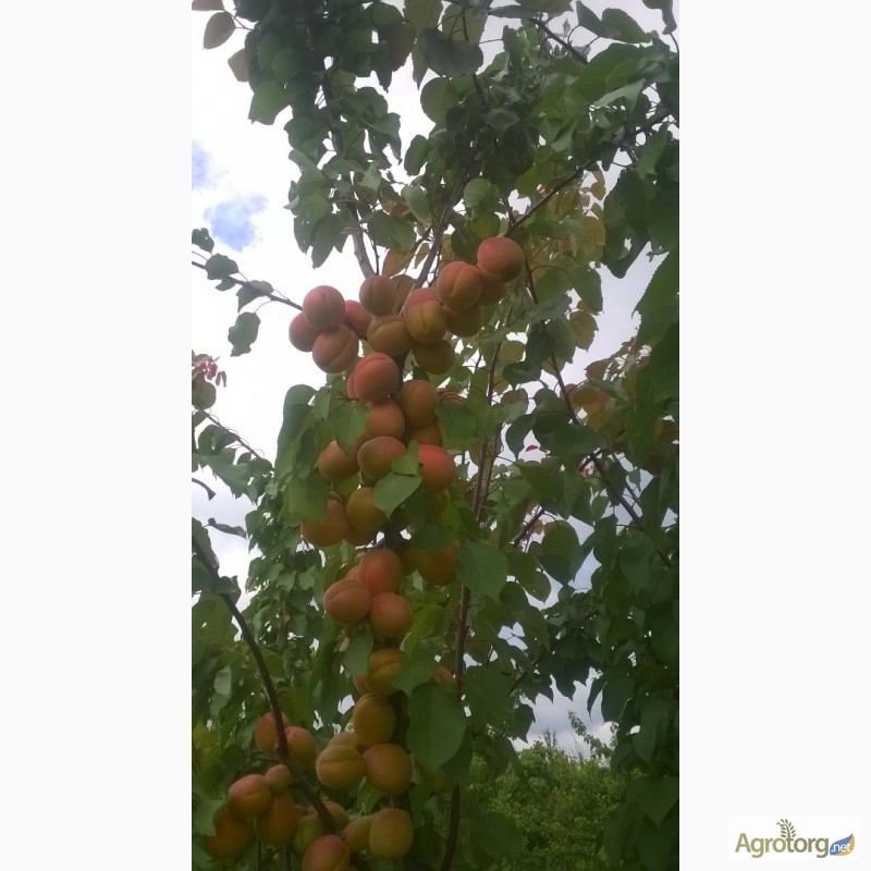 Фото 3. Проодам сажанці абрикоса і сливи персика