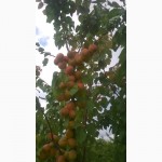 Проодам сажанці абрикоса і сливи персика