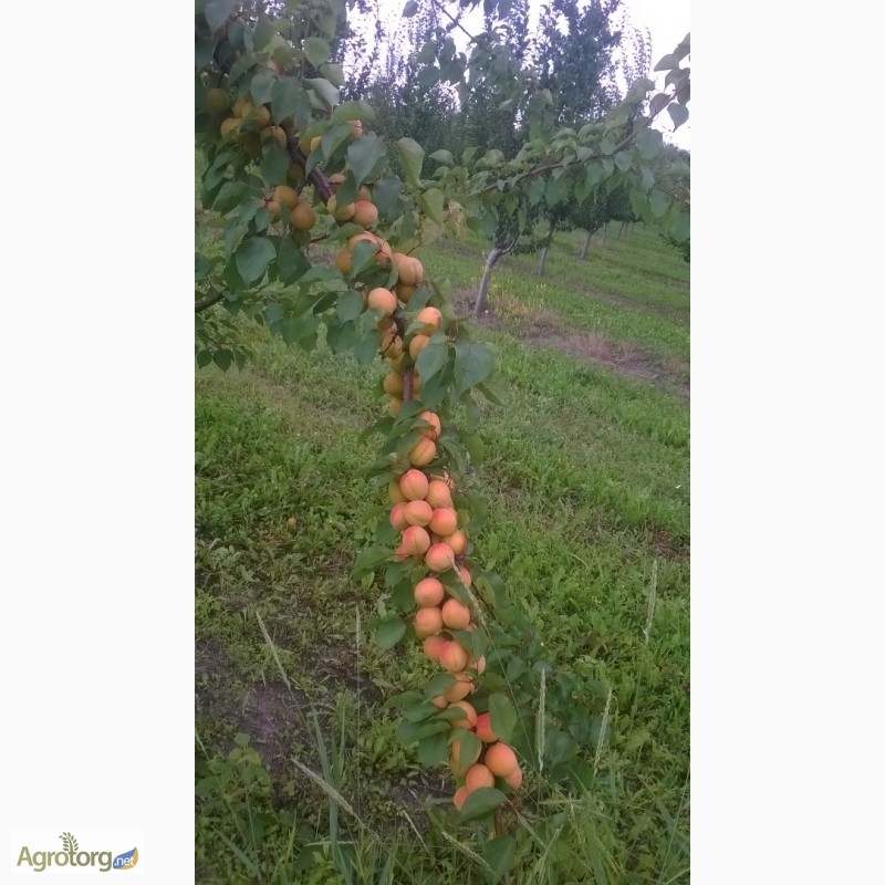 Фото 5. Проодам сажанці абрикоса і сливи персика