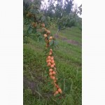 Проодам сажанці абрикоса і сливи персика