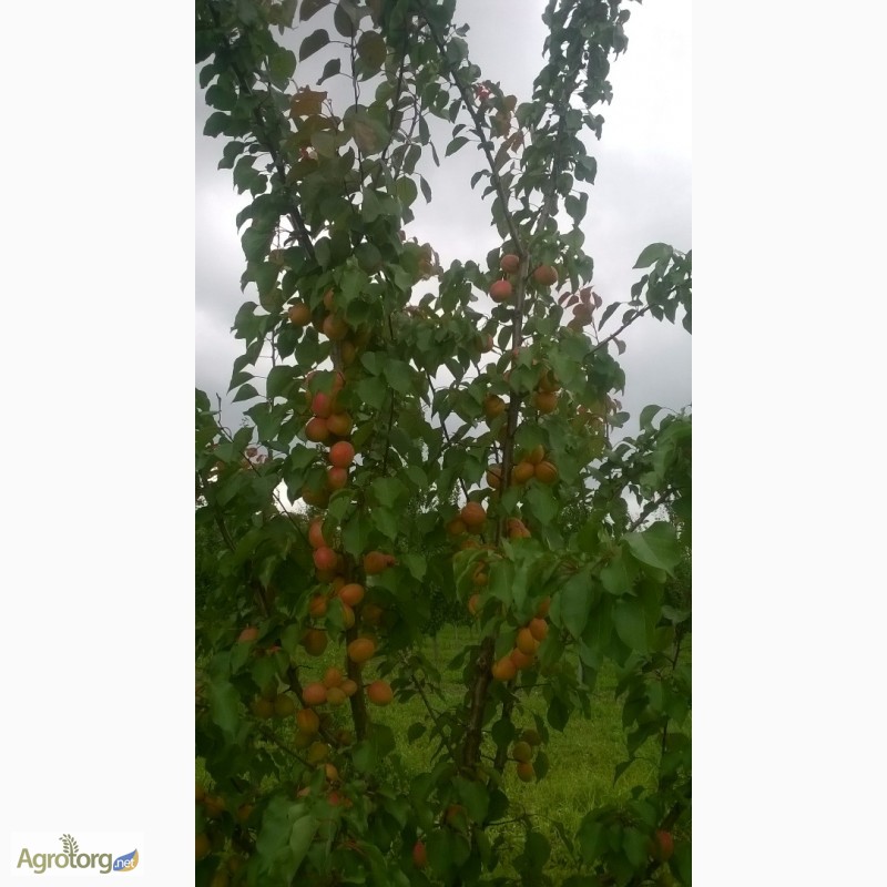 Фото 6. Проодам сажанці абрикоса і сливи персика