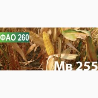 Продам семена кукурузы венгерской селекции Мv 255 (ФАО 250)