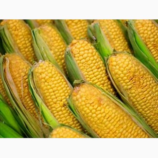 Закупаем зерновые культуры кукурузу и др. любого качества