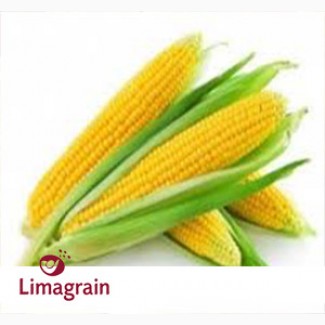 Кукуруза ЛГ 2244 от компании Лимагрейн