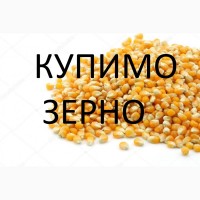 Закуповуємо кукурудзу у сільгоспвиробників з ПДВ, по Львівській області