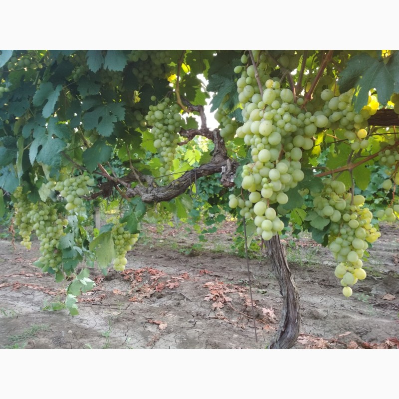 Фото 3. Продам виноград оптом в наличии сорта Аркадия и Кеша
