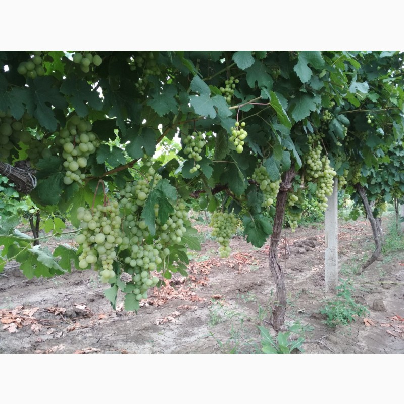 Фото 4. Продам виноград оптом в наличии сорта Аркадия и Кеша