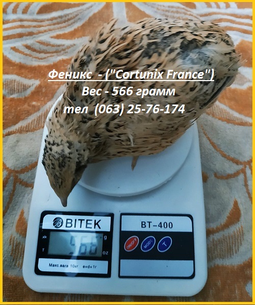 Яйца инкубационные перепела Феникс Золотистый - (France)