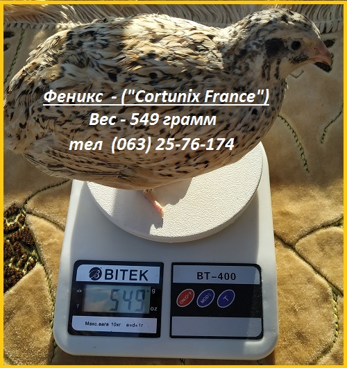 Фото 4. Яйца инкубационные перепела Феникс Золотистый - (France)