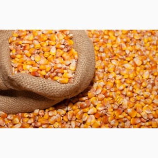 Закуповуємо кукурудзу в Сумах и області