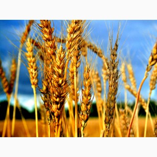 Пшениця (фураж, прод)