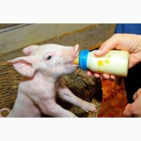 Сухое молоко на основе сои для выпаивания животных
