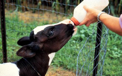 Фото 2. Сухое молоко на основе сои для выпаивания животных