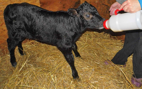 Фото 4. Сухое молоко на основе сои для выпаивания животных