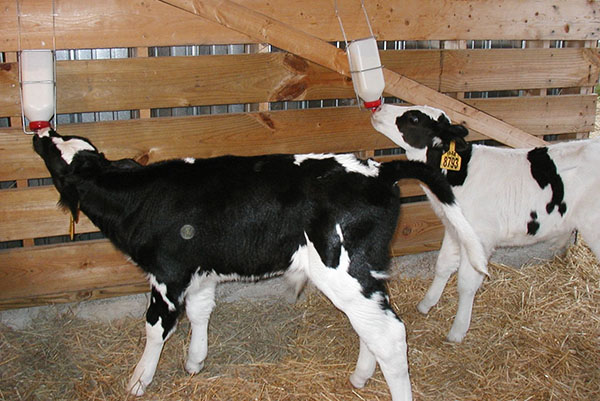 Фото 5. Сухое молоко на основе сои для выпаивания животных