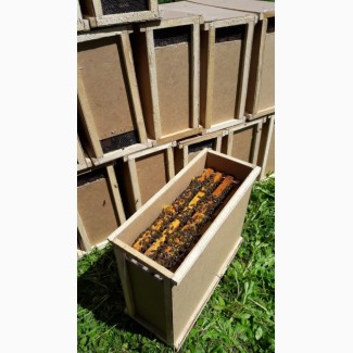 Продам бджолопакети ( пчелопакеты, пчелосемья ). Бджола карпатська