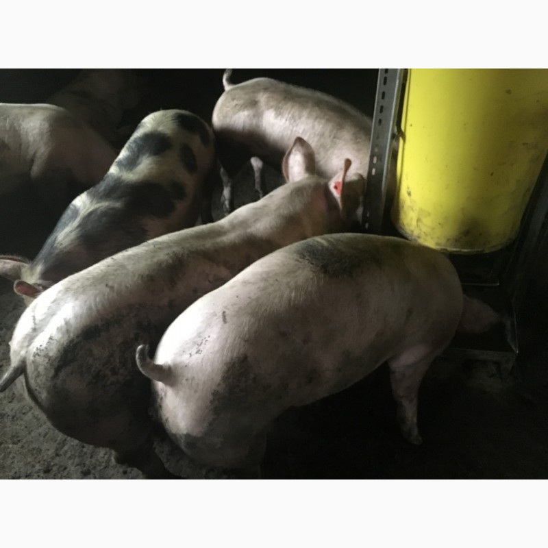 Фото 2. Продам свиней живым весом 110 кг Соленое