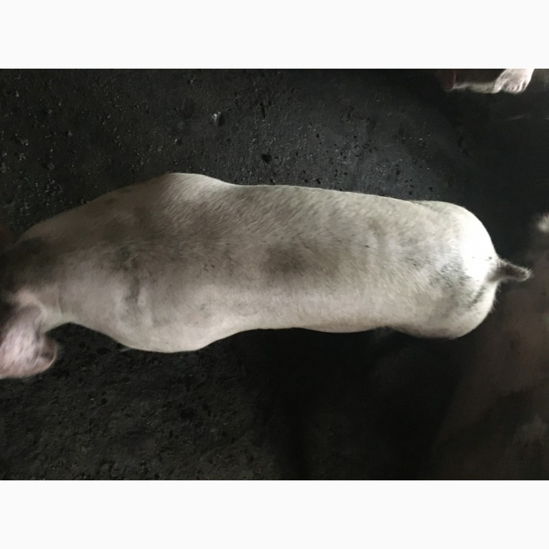 Фото 3. Продам свиней живым весом 110 кг Соленое