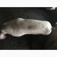 Продам свиней живым весом 110 кг Соленое