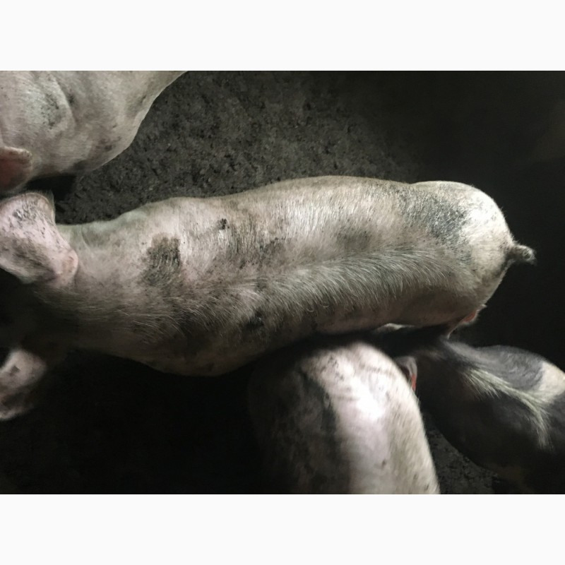 Фото 4. Продам свиней живым весом 110 кг Соленое