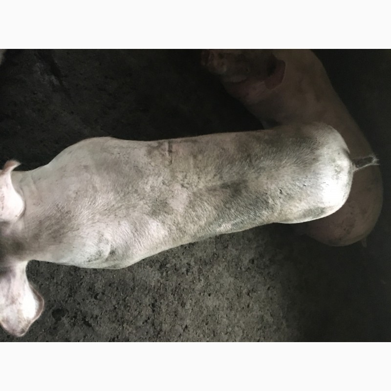 Фото 5. Продам свиней живым весом 110 кг Соленое