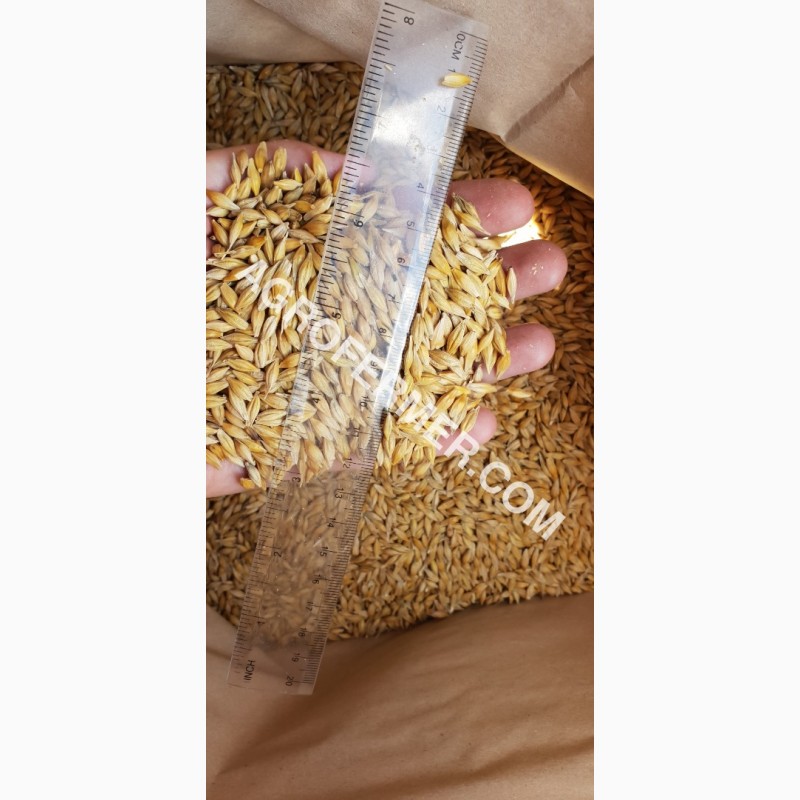 Фото 10. Семена озимого ячменя JEROM канадский трансгенный сорт (элита)