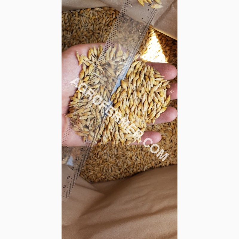 Фото 11. Семена озимого ячменя JEROM канадский трансгенный сорт (элита)