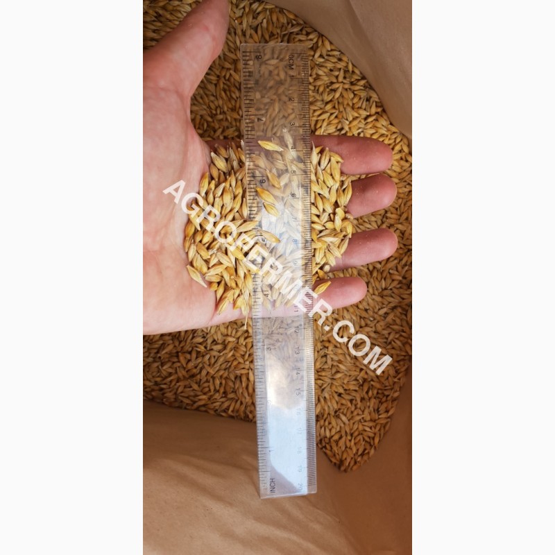 Фото 13. Семена озимого ячменя JEROM канадский трансгенный сорт (элита)