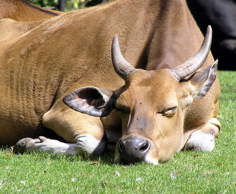 Продам дійну корову — Agrotorg