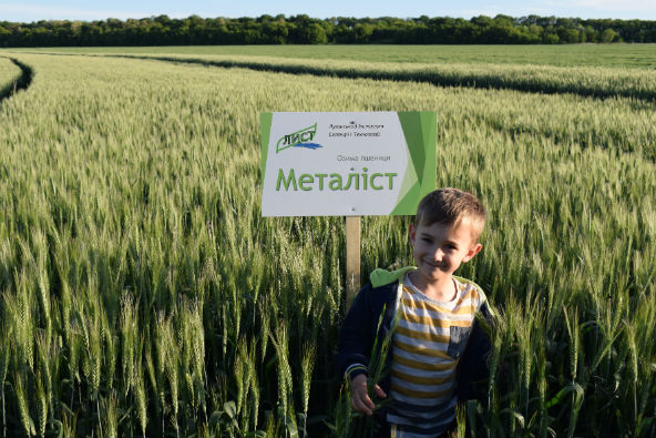 Елітне насіння озимої пшениці Металіст - стабільний врожай навіть в стресових умовах