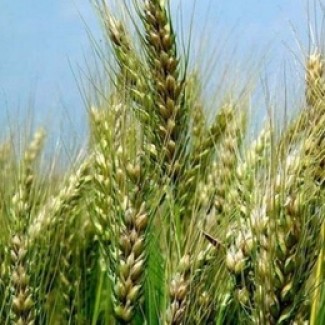 Озима пшениця Металіст