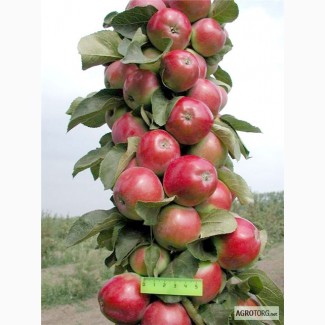 Саджанці колоновидної яблуні