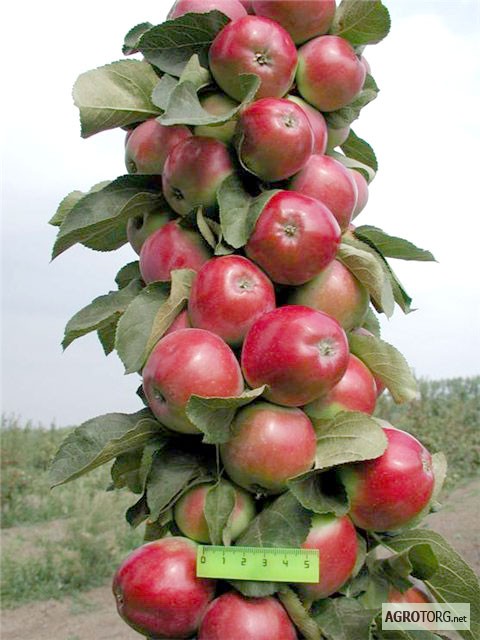 Саджанці колоновидної яблуні